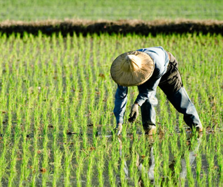 Agriculture